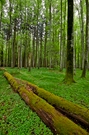 Frühling im Buchenwald