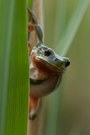 hyla arborea