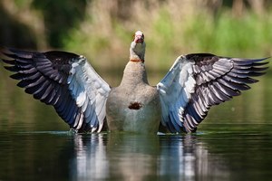 Nilgans