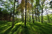 Wald im Frühling