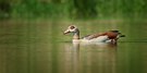 Nilgans