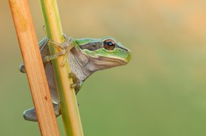 Hyla arborea