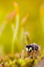 Kupfrige Sonnenspringspinne ♀ (Heliophanus cupreus)