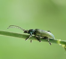 Wer kennt diesen Käfer?