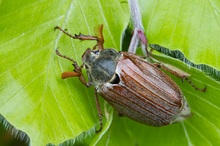 Feldmaikäfer (Melolontha melolontha)