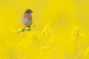 Braunkehlchen (Saxicola rubetra)