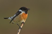 Schwarzkehlchen (Saxicola rubicola)