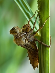 Epitheca bimaculata