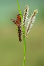 Boxermantis