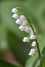 Maiglöckchen (Convallaria majalis)