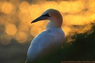 Helgoland