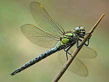 Brachytron pratense