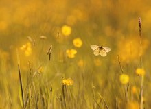 Frühlingswiese am Abend