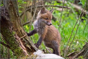 Jungfuchs am Bau
