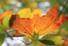 Farben im Buchenwald