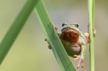 Laubfroschzeit