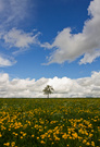 Wiesenlandschaft