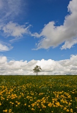 Wiesenlandschaft