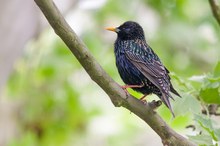 Star (Sturnus vulgaris)