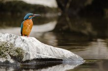 Zwischen Wasser und Stein