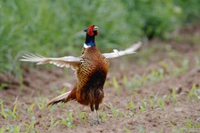 Balzender Fasan (Phasianus Colchicus)