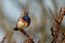 Blaukehlchen