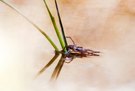 Wasserspinne