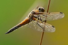 Spitzenfleck (Libellula-fulva)