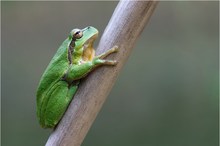 *Hyla arborea*