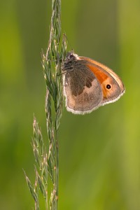 Wiesenvögelchen