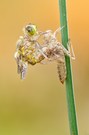 Flugzeit