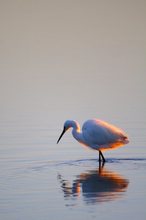 Seidenreiher am frühen Morgen