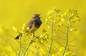 Blaukehlchen