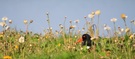 Auf einer Blumenwiese