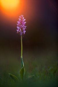 Königin der Frühjahrswiese