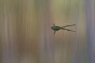 hyla arborea