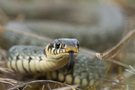 natrix natrix