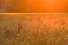 Sonnenuntergangsstimmung in Dortmund