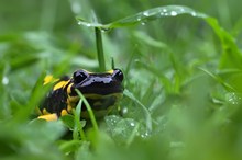 Feuersalamander