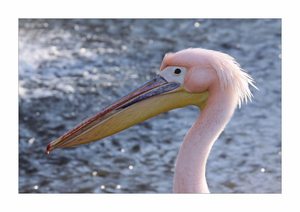 da spricht der rosa pelikan: weiter kommst du nicht herran...