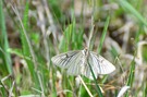 Hartheu-Spanner (Siona lineata)