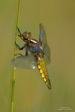 Plattbauch ,weiblich....(Libellula depressa)