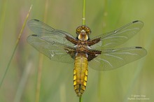 Plattbauch, weiblich 2  (Libellula depressa)