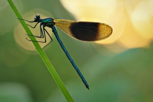 Prachtlibelle im Abendlicht