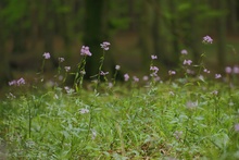 Während Mecklenburg und Vorpommern gerade scheußlich  vom flächendeckenden Gelb....