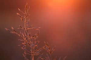 Gras im Abendlicht