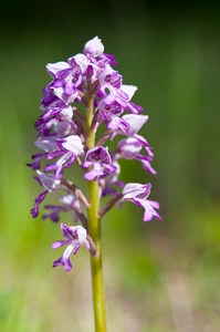 Orchis militaris