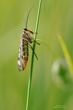 Monstermäßig....(Panorpa communis)