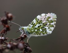 Besuch im eigenen Garten