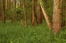 Abends im Auwald (1)